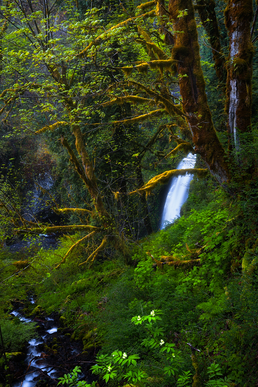 Multnomah Falls Peek